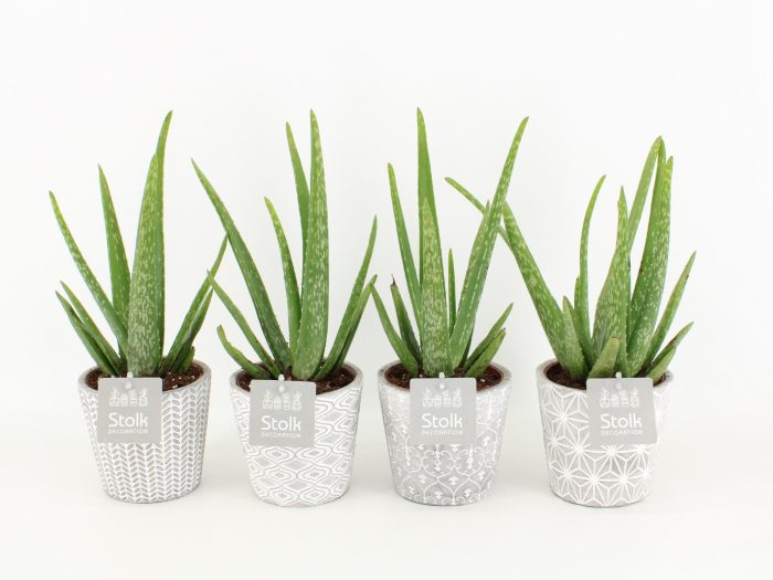 Aloe Vera in Star pot, D 13
