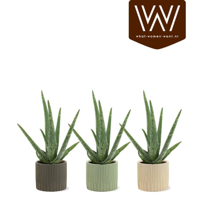 Aloe Vera P10,5 Lou - Nature World, D 12,5