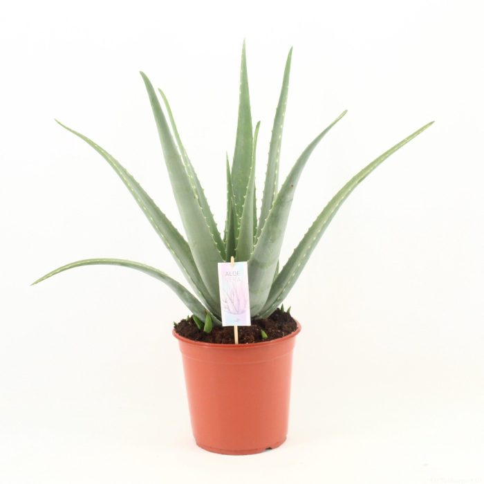 Aloe Vera P24, D 24