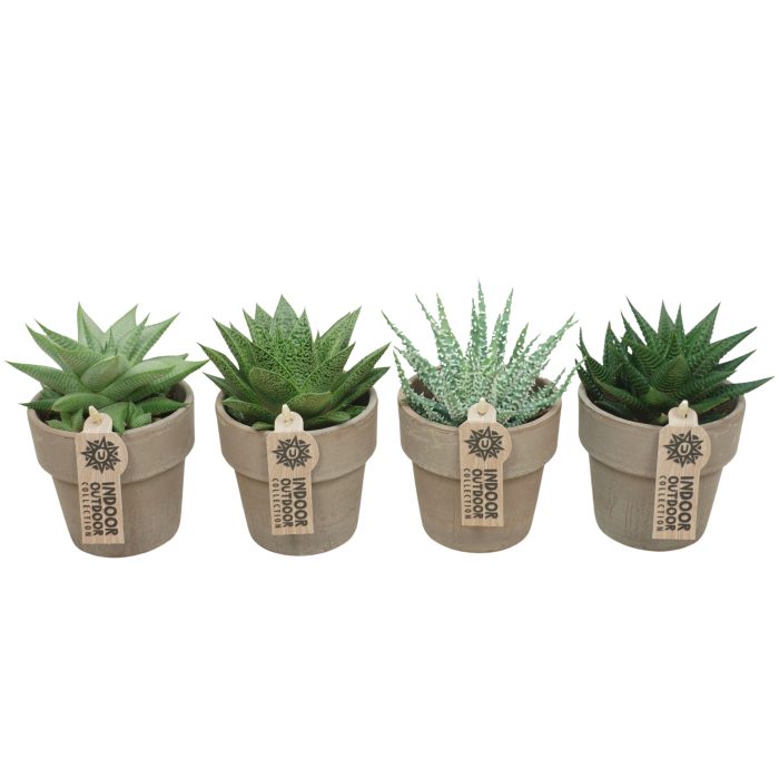 Aloë-Haworthia mix in 10 cm 'Grijze Kraagpot', D 8,5