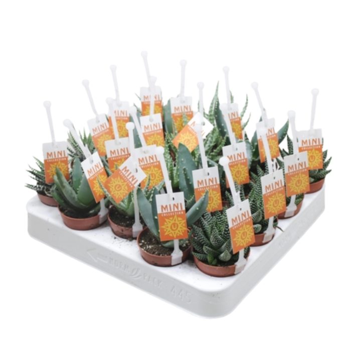 Aloë/Haworthia mix 5,5 cm met picker+etiket, D 5,5