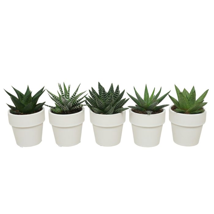 Aloë/Haworthia mix in 6 cm 'Wit Kraagpotje', D 5,5