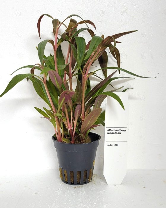Alternanthera rosaefolia, D 5