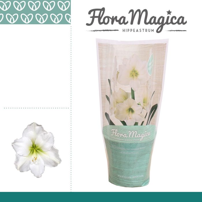 Amaryllis Arctic White 2 knop FM Hoes, D 12