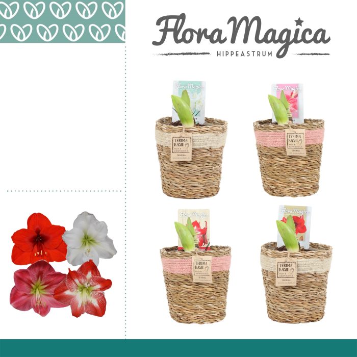 Amaryllis Mix 2 Knop in Gaby mand, D 12