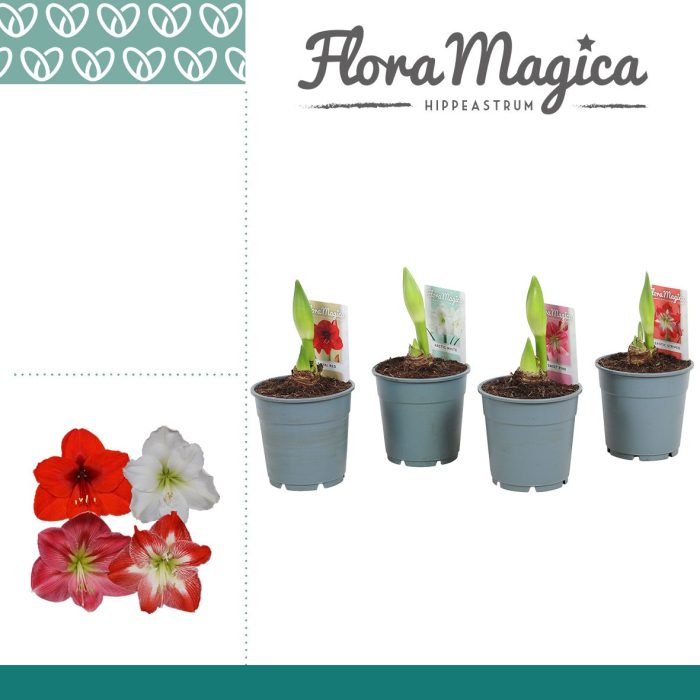 Amaryllis Mix 2 Knop met steel, D 12