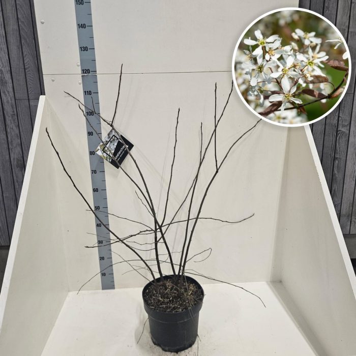 Amelanchier lamarckii, D 28