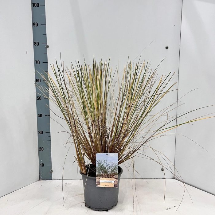 Ammophila arenaria, D 21