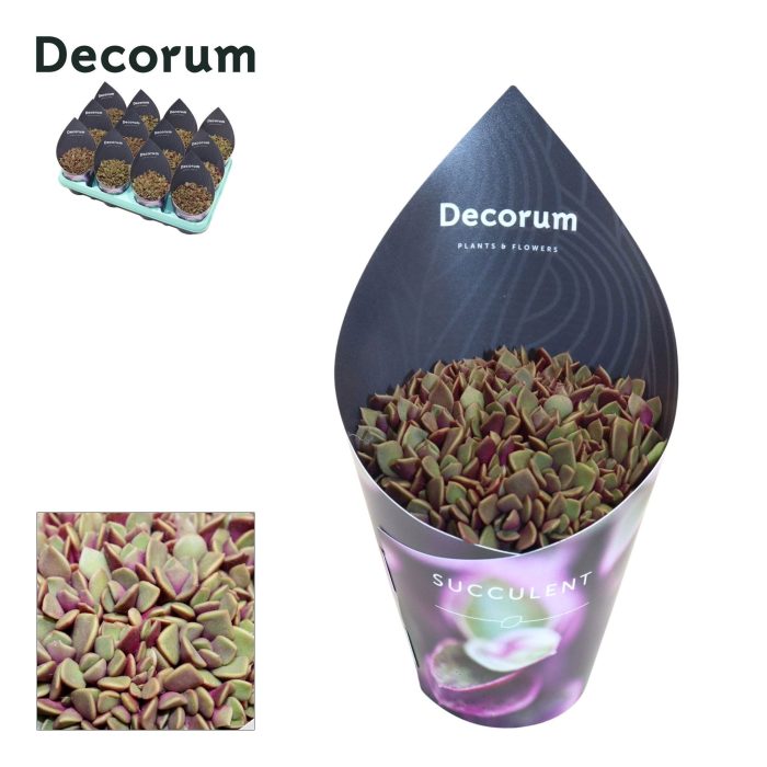 Anacampseros Rubra (Decorum), D 8,5