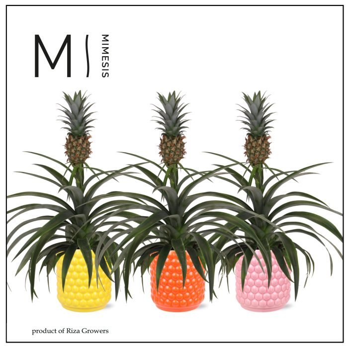 Ananas Mi Amigo - 12cm in Happy Siena | Mimesis, D 12