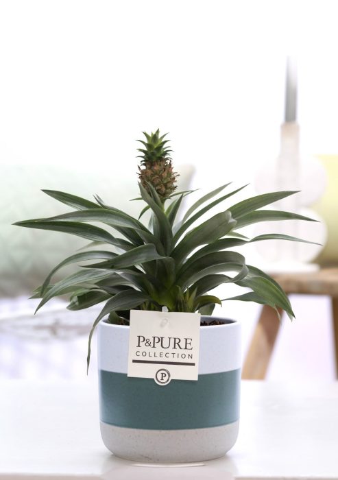 Ananas Rosita in P&PURE Lauren ceramics, D 12