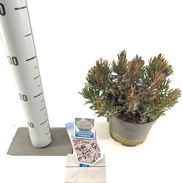 Andromeda polifolia 'Compacta', D 17