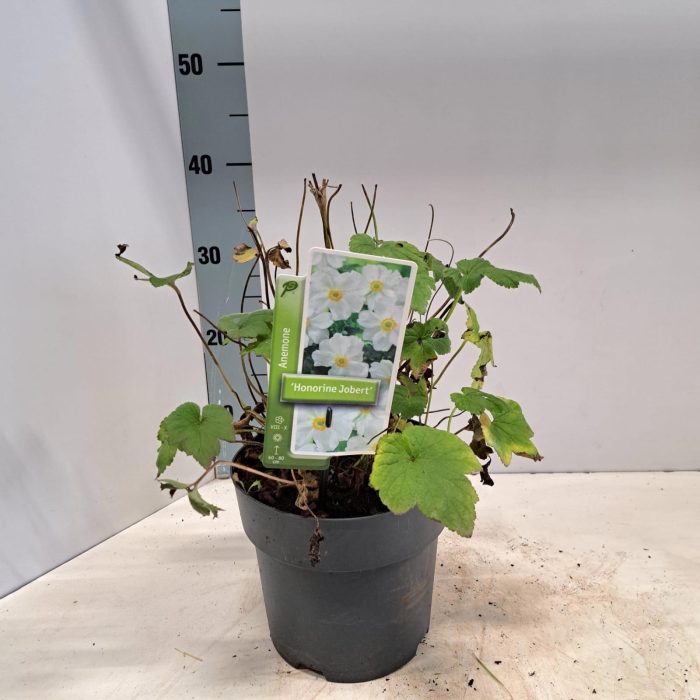 Anemone 'Honorine Jobert', D 19