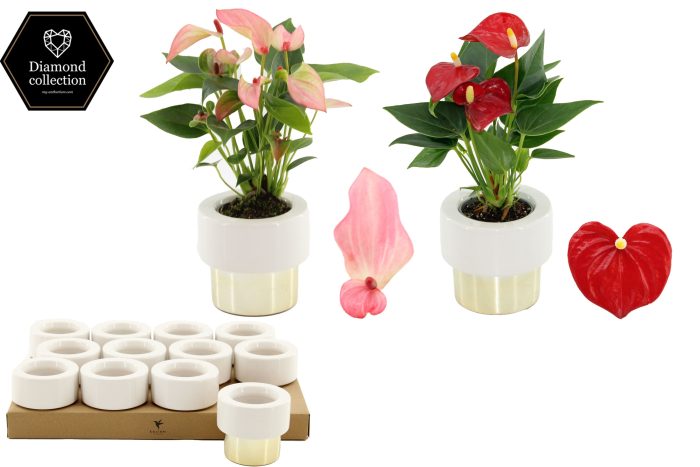 Anthurium 6 cm 2 color mix in Lush Gold ceramics, D 6