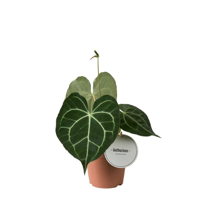 Anthurium Clarinervium, D 12