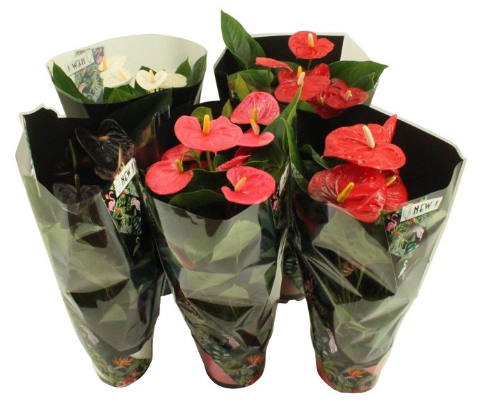 Anthurium Jungle mix 17cm, D 17