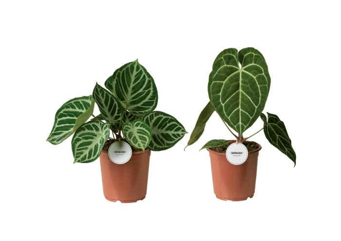 Anthurium Mix, D 21