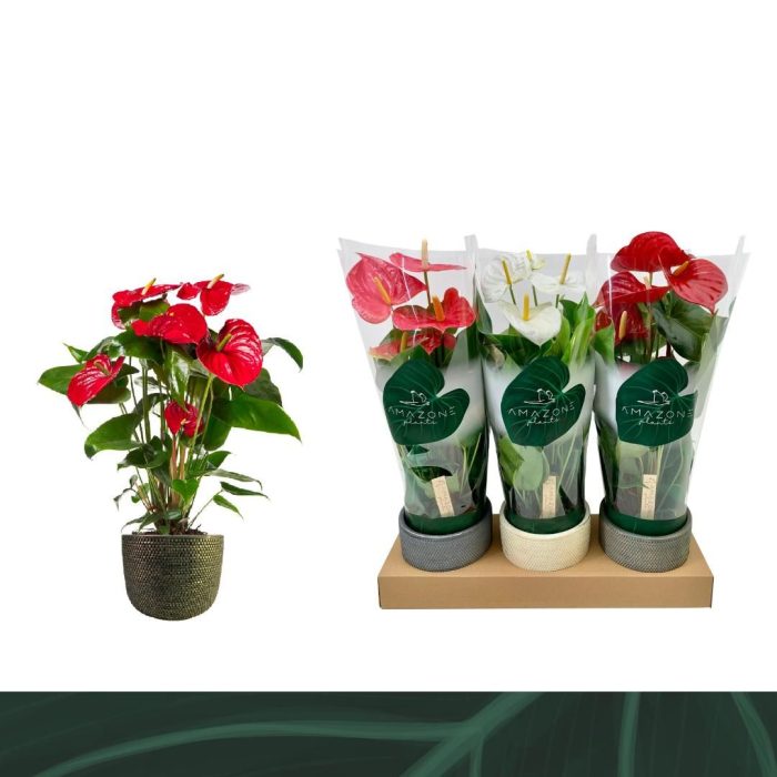 Anthurium Mix 14cm Luxe Keramiek, D 14