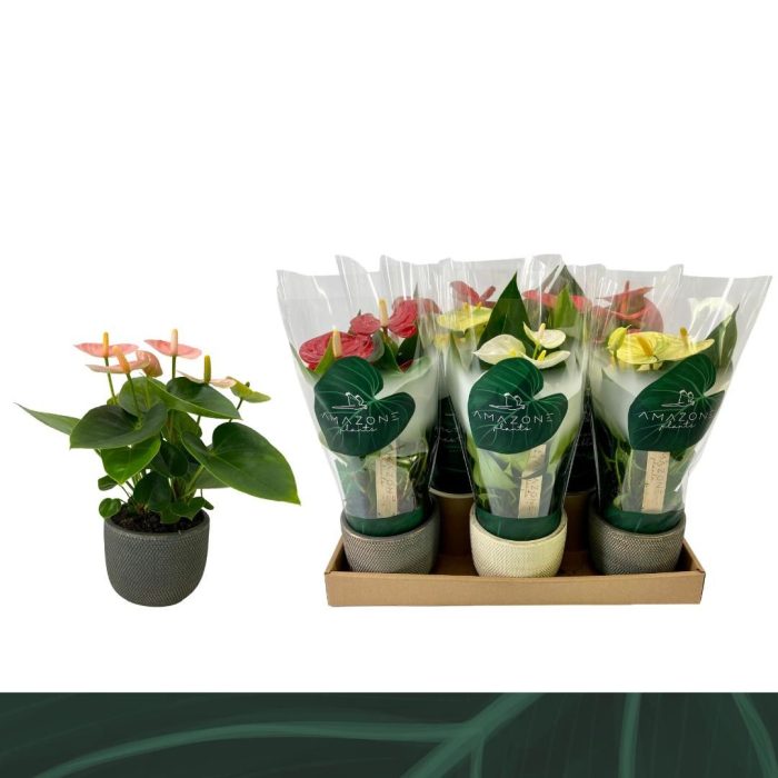 Anthurium Mix 9cm Luxe Keramiek, D 9