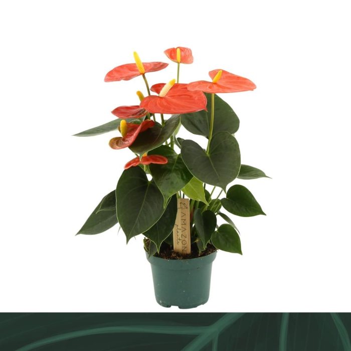 Anthurium Solara 9cm, D 9