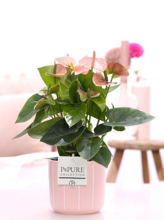 Anthurium pink (Spirit) in P&PURE Fleur ceramics pink, D 12