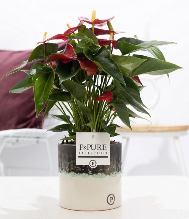 Anthurium red (Micra) in P&PURE Illusion ceramics;, D 12