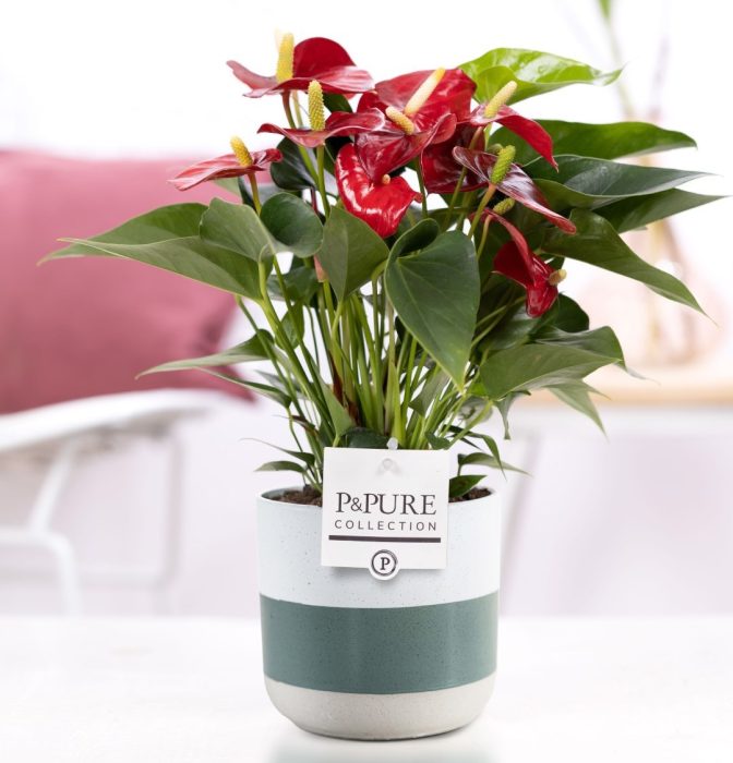 Anthurium red (Micra) in P&PURE Lauren ceramics, D 12