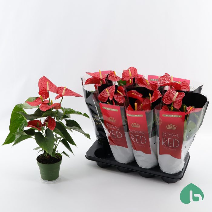 Anthurium Royal Red ''Big Flowers'' Michigan, D 14