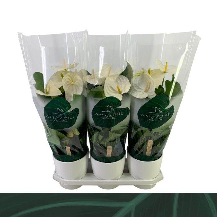 Anthurium wit keramiek 17cm, D 17