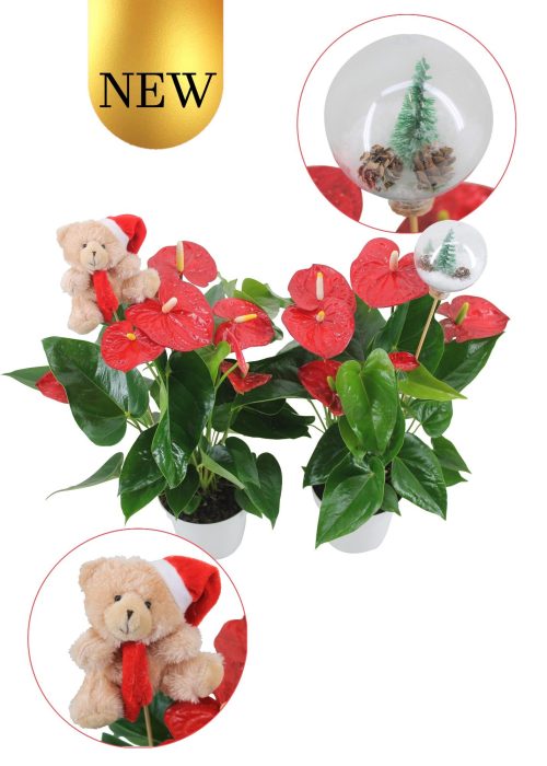 Anthurium XL.9 Jambo Red 14cm met 2 verschillende kerststekers, D 14
