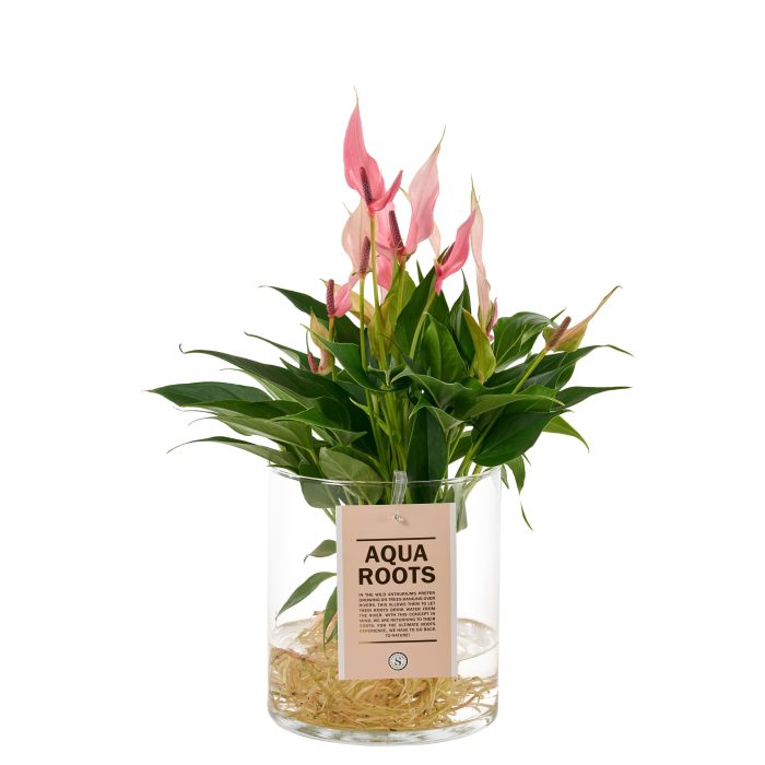 Aqua Roots Cilinder Straight - Lilli, D 12