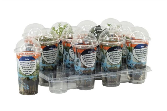 Aquarium planten (Beker SMALL), D 10