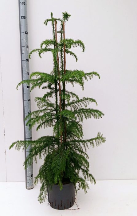 araucaria hydro, D 22