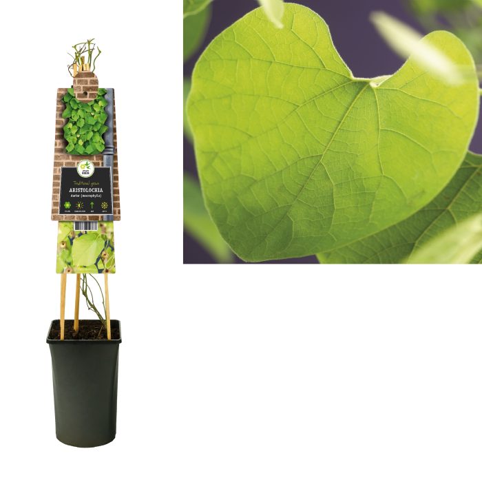 Aristolochia durior (macrophylla) +3.0 label, D 17