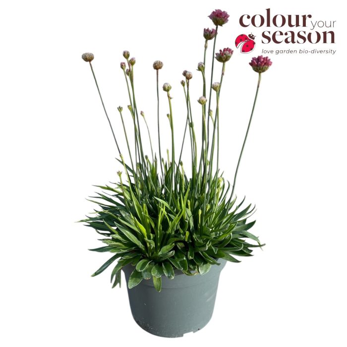 Armeria Ballerina rood P19, D 19