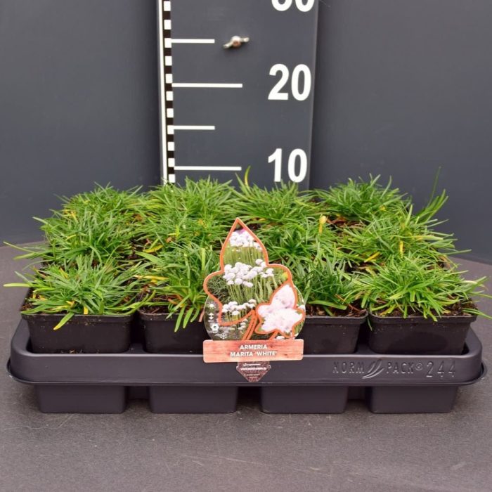 Armeria maritima 'Alba', D 9