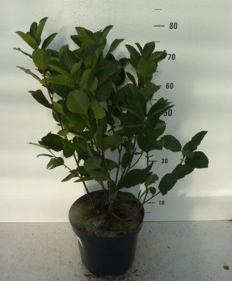 Aronia prunifolia Nero, D 27