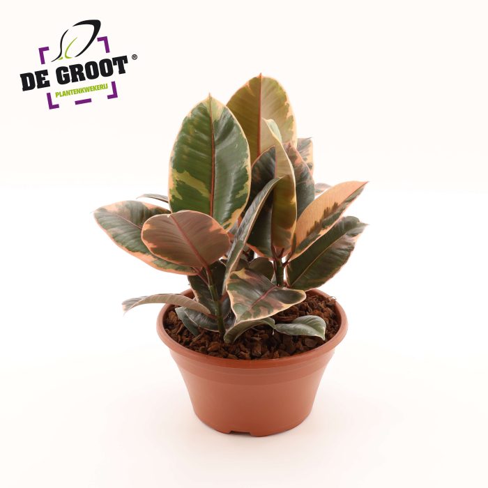 Arrangement Ficus belize in schaal, D 23