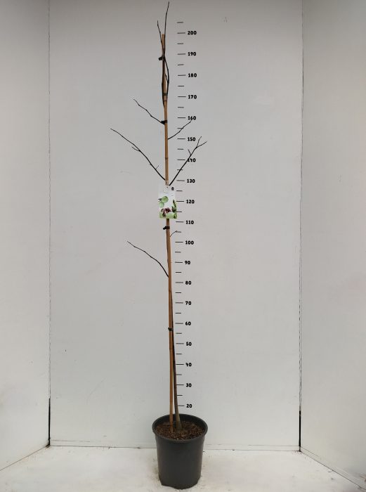 Asimina triloba, D 24