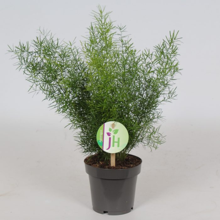 Asparagus 'Sprengeri', D 12