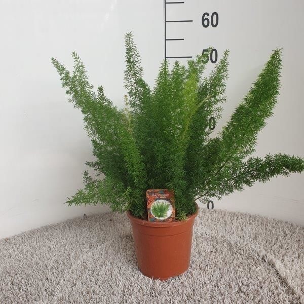Asparagus d. meyers, D 17