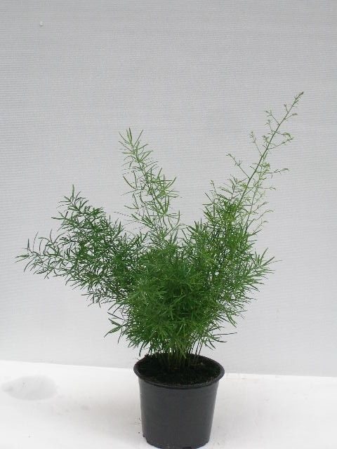 ASPARAGUS DENSIFLORUS 'SPRENGERI', D 12