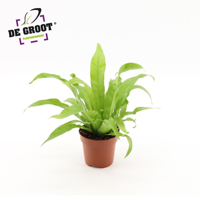 Asplenium Antiquum, D 12