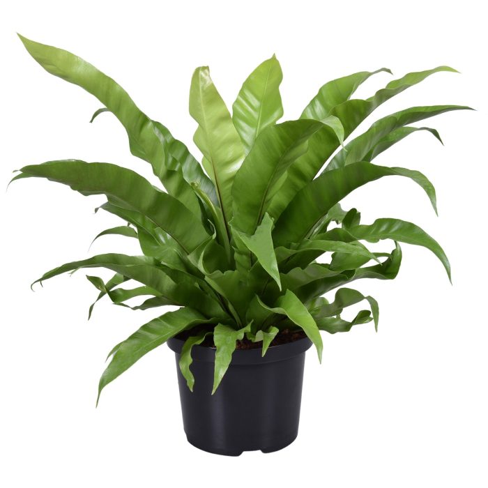 Asplenium Antiquum, D 23