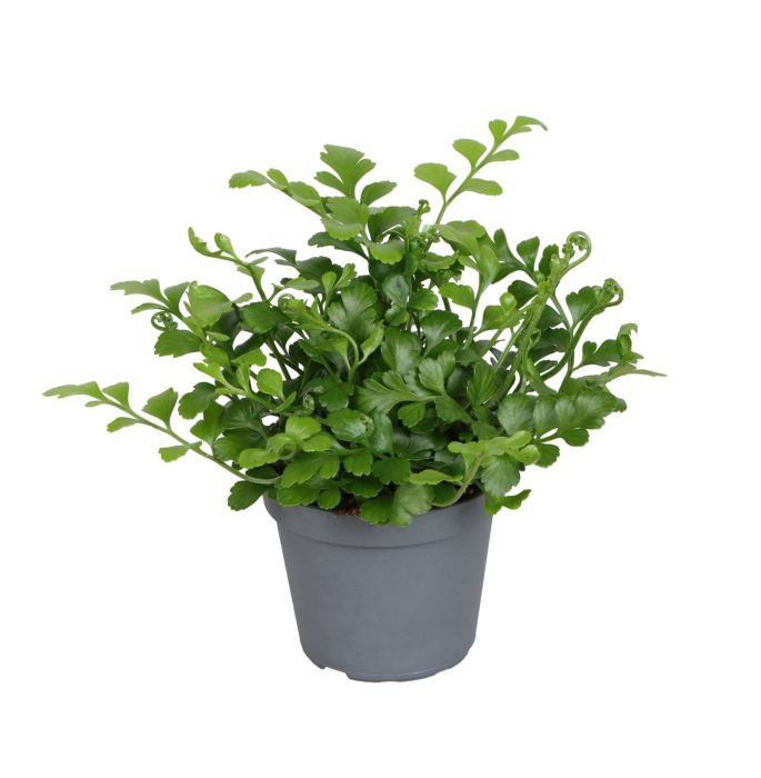 Asplenium Difforme x Dimorphum 'Parvati' 6 cm, D 6