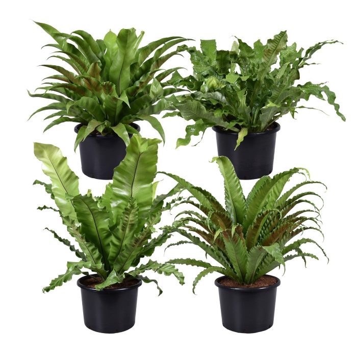 Asplenium gemengd, D 37