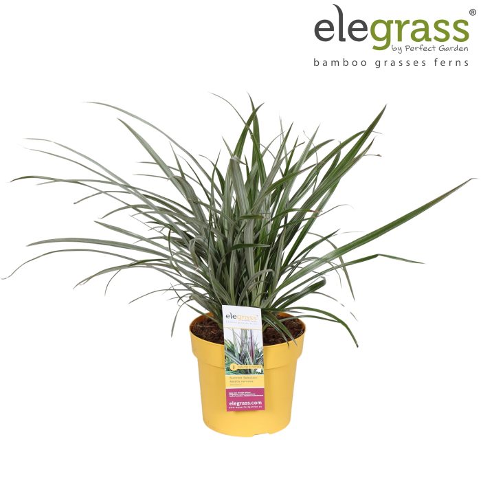 Astelia nervosa 'Westland' P19, D 19