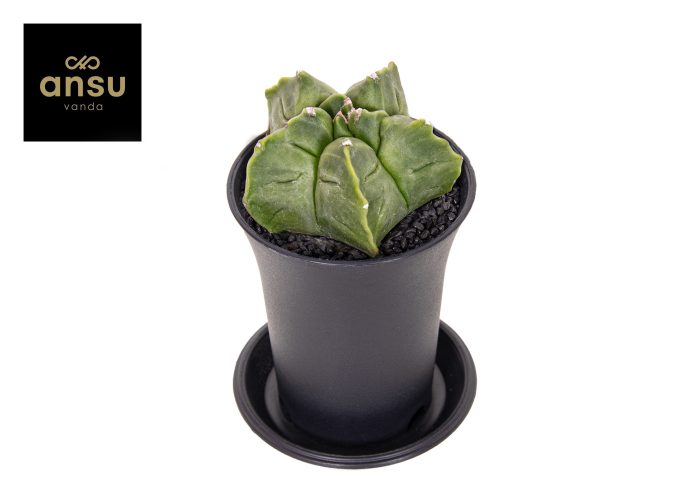 Astrophytum Myriostigma, D 7,5