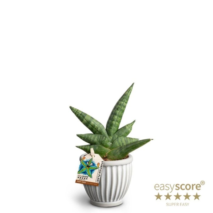Athena, Sansevieria ´Boncellensis´, D 7