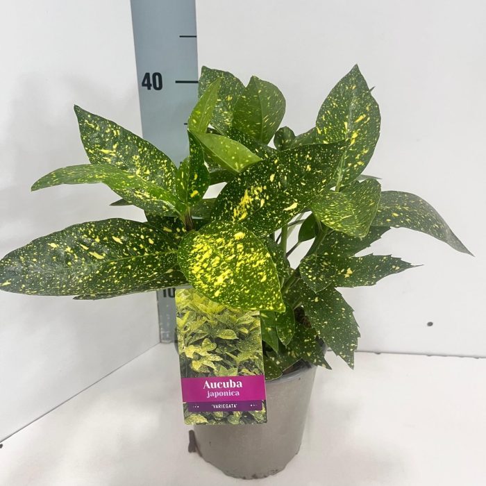 Aucuba japonica 'Variegata', D 17